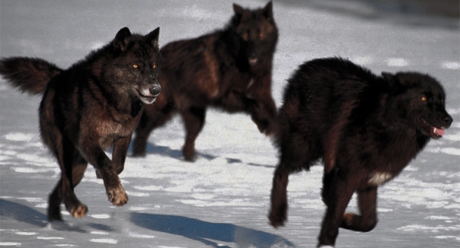 black-wolf-pack1b